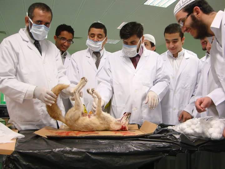 School anatomy class examining a fox specimen, from Mahmoud's own archive