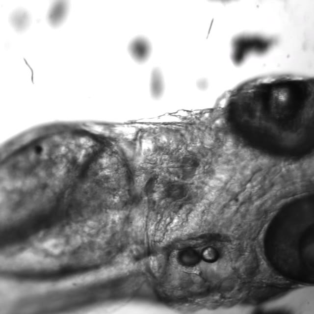 Zebrafish larval cardiovascular anatomy recorded during original microscopy work
