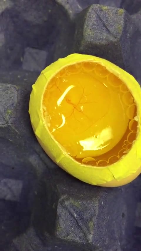 Archival opened avian egg in embryology preparation